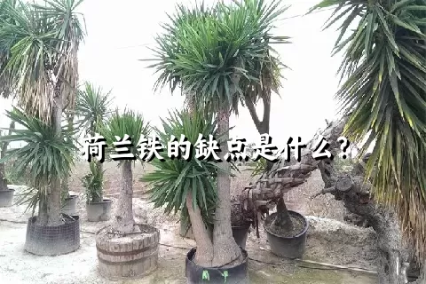荷兰铁的缺点是什么？