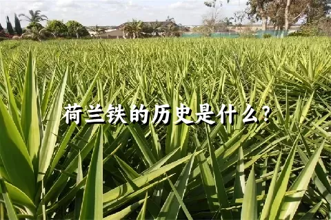 荷兰铁的历史是什么？