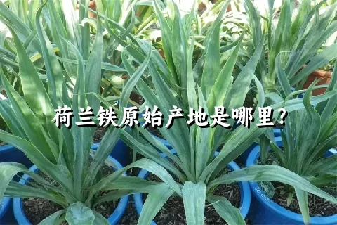 荷兰铁原始产地是哪里？