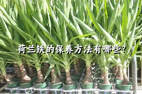 荷兰铁的保养方法有哪些？