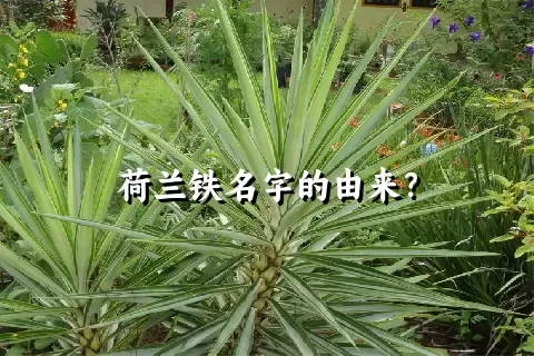 荷兰铁名字的由来？