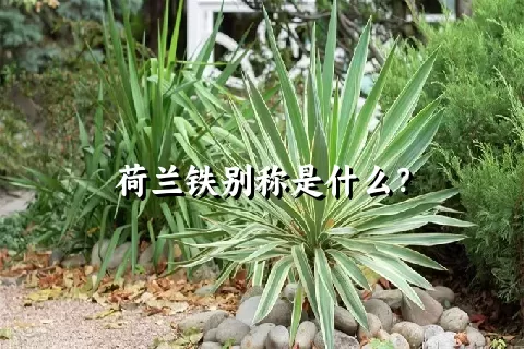 荷兰铁别称是什么？