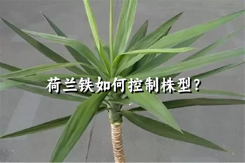 荷兰铁如何控制株型？