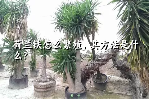 荷兰铁怎么繁殖，其方法是什么？