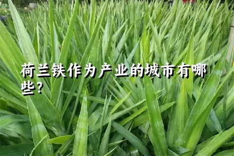 荷兰铁作为产业的城市有哪些？