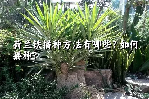 荷兰铁播种方法有哪些？如何播种？