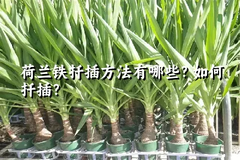 荷兰铁扦插方法有哪些？如何扦插？