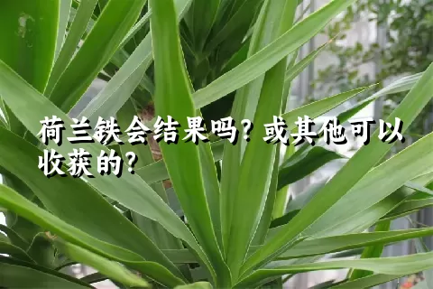 荷兰铁会结果吗？或其他可以收获的？