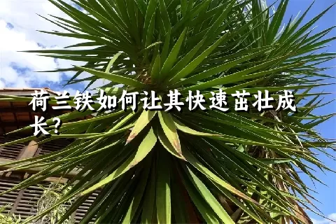 荷兰铁如何让其快速茁壮成长？