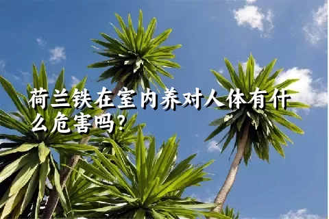 荷兰铁在室内养对人体有什么危害吗？