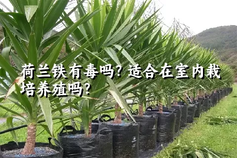 荷兰铁有毒吗？适合在室内栽培养殖吗？