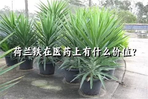 荷兰铁在医药上有什么价值？
