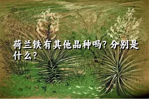 荷兰铁有其他品种吗？分别是什么？