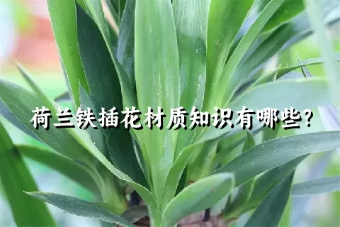 荷兰铁插花材质知识有哪些？