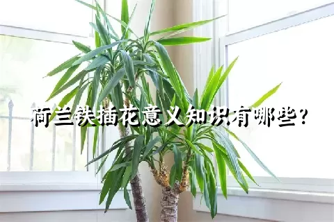 荷兰铁插花意义知识有哪些？