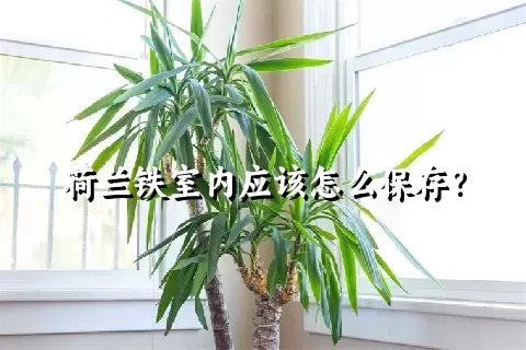 荷兰铁室内应该怎么保存？