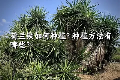 荷兰铁如何种植？种植方法有哪些？