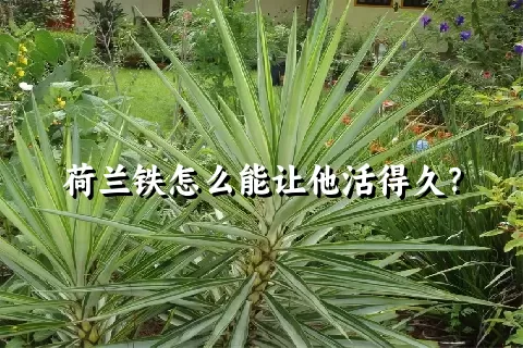 荷兰铁怎么能让他活得久？
