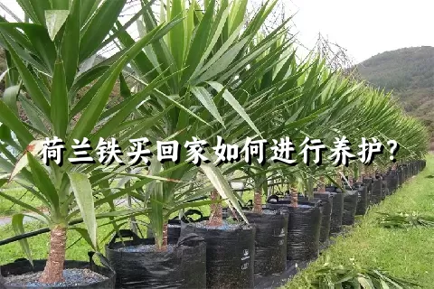 荷兰铁买回家如何进行养护？