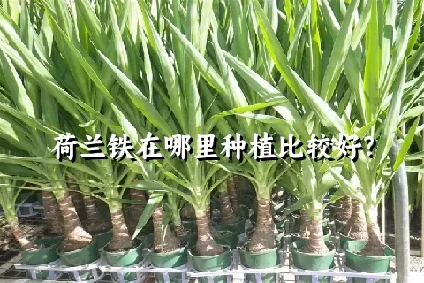 荷兰铁在哪里种植比较好？