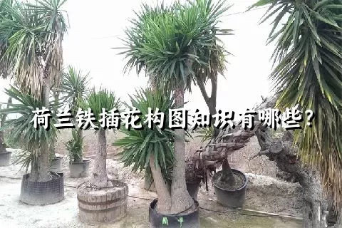 荷兰铁插花构图知识有哪些？