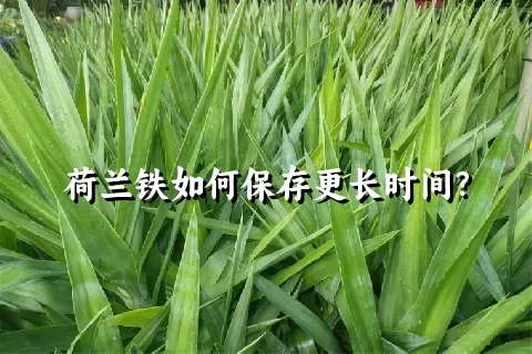 荷兰铁如何保存更长时间？