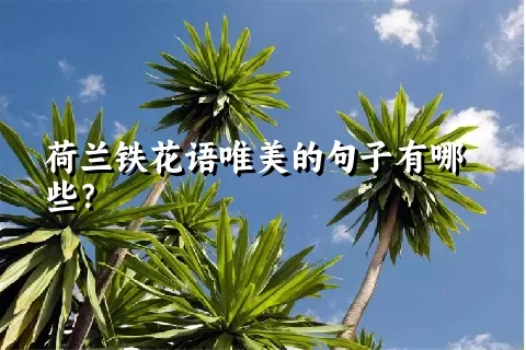 荷兰铁花语唯美的句子有哪些？