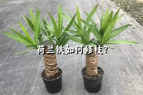 荷兰铁如何修枝？