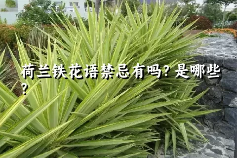 荷兰铁花语禁忌有吗？是哪些？