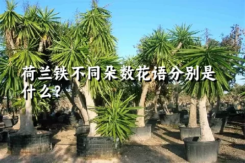 荷兰铁不同朵数花语分别是什么？