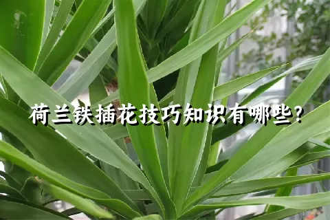 荷兰铁插花技巧知识有哪些？