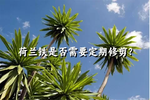 荷兰铁是否需要定期修剪？