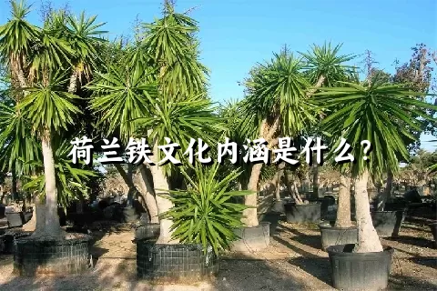 荷兰铁文化内涵是什么？