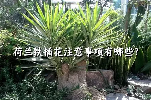 荷兰铁插花注意事项有哪些？