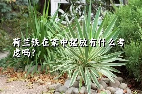 荷兰铁在家中摆放有什么考虑吗？