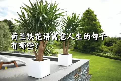 荷兰铁花语寓意人生的句子有哪些？