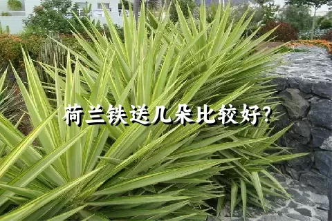 荷兰铁送几朵比较好？