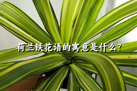 荷兰铁花语的寓意是什么？