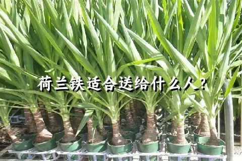 荷兰铁适合送给什么人？