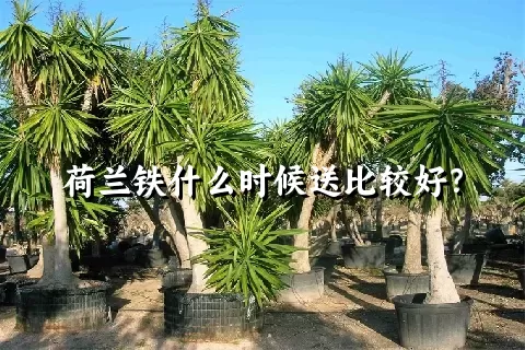 荷兰铁什么时候送比较好？