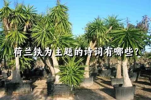 荷兰铁为主题的诗词有哪些？
