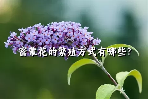 密蒙花的繁殖方式有哪些？
