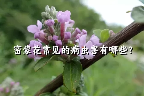 密蒙花常见的病虫害有哪些？