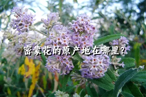 密蒙花的原产地在哪里？