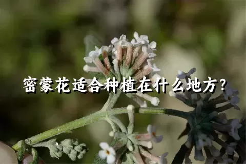 密蒙花适合种植在什么地方？