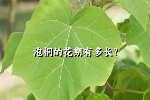 泡桐的花期有多长？