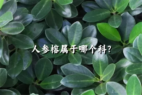 人参榕属于哪个科？