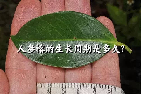 人参榕的生长周期是多久？