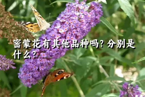 密蒙花有其他品种吗？分别是什么？