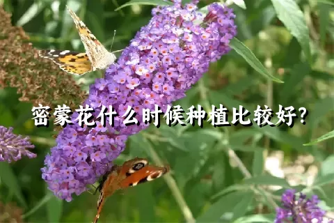 密蒙花什么时候种植比较好？